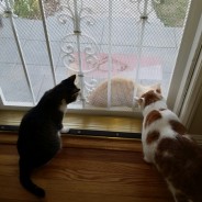 Making friends is not an easy process if you are a Stray Cat!