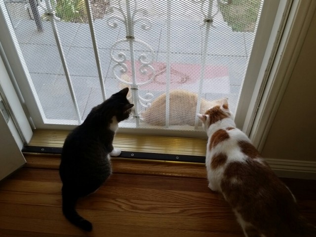 Making friends is not an easy process if you are a Stray Cat!