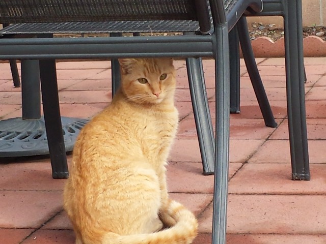 Update on wiley: our back yard stray cat!