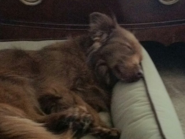Is there such a thing as being “dog tired”?