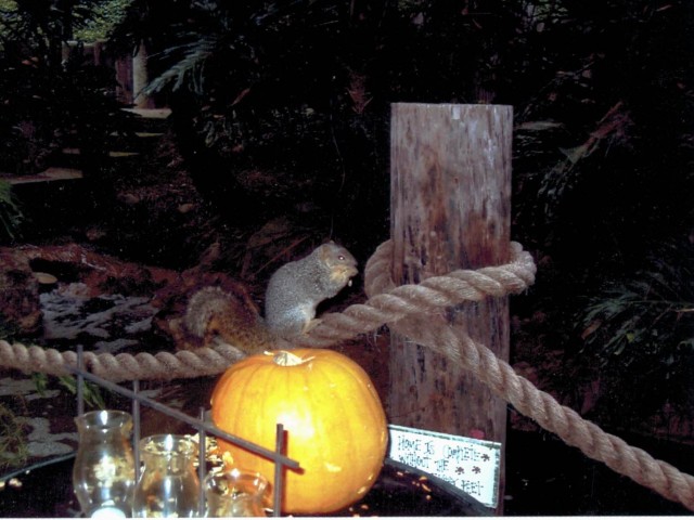 What is the connection between a Westchester Realtor, a Westchester home owner, a squirrel and a dog?