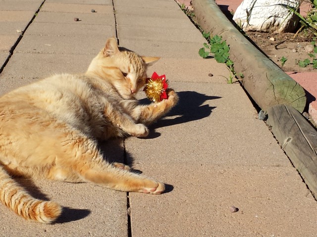 Official Wiley Update about our back yard kitty