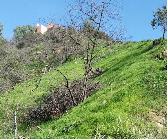 2811 Benedict Canyon Dr, Beverly Hills, CA 90210 JUST LISTED! Vacant Land $895,000.00!