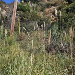 Malibu a great investment property