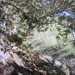 7239 Thorndale Dr Land
